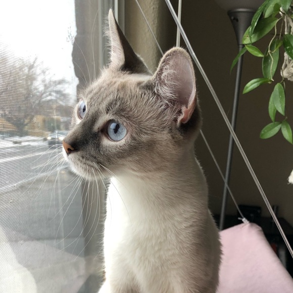selayla